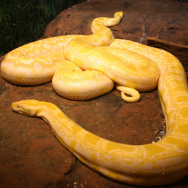 Burmese Albino Python
