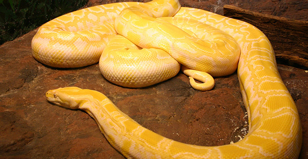 Burmese Albino Python