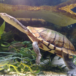 Long Necked Turtle