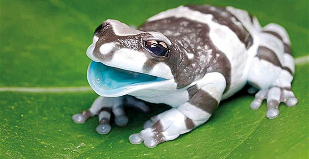 Milk Frog