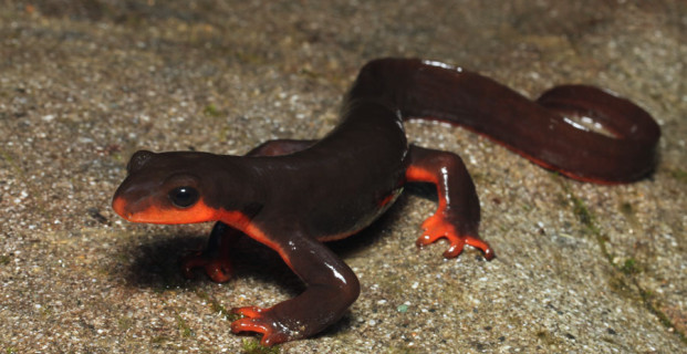 Red Belly Salamander