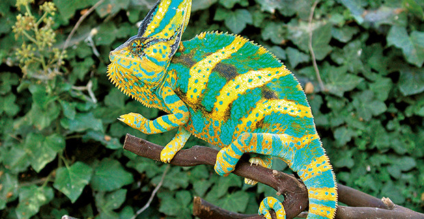 Yemen Chameleon