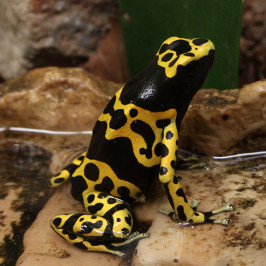 Bumble Bee Poison Dart Frog